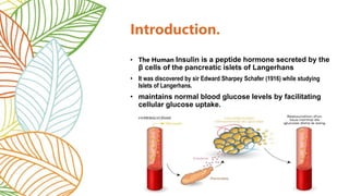 Introduction.
• The Human Insulin is a peptide hormone secreted by the
β cells of the pancreatic islets of Langerhans
• It was discovered by sir Edward Sharpey Schafer (1916) while studying
Islets of Langerhans.
• maintains normal blood glucose levels by facilitating
cellular glucose uptake.
 