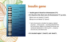 • Insulin gene is found on chromosome (11).
• It is found on the short arm of chromosome 11 ( p arm).
• It is located region 1, band 5, sub- band 5.
Insulin gene
 