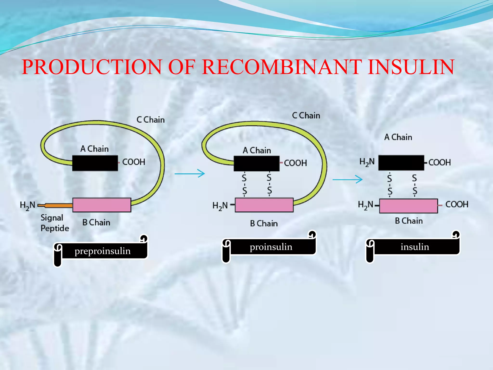 Insulin production | PPTX