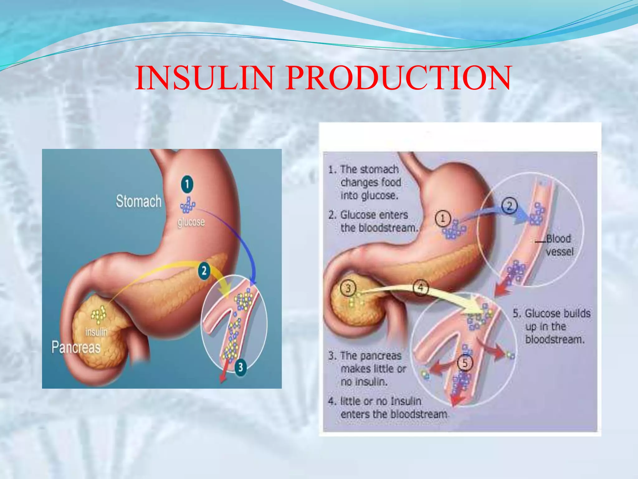 Insulin production | PPTX