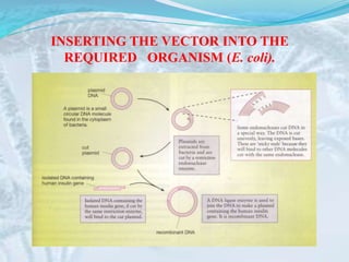 INSERTING THE VECTOR INTO THE
REQUIRED ORGANISM (E. coli).
 