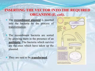 INSERTING THE VECTOR INTO THE REQUIRED
ORGANISM (E. coli).
 The recombinant plasmid is inserted
into the bacteria by the process of
transformation.
 The recombinant bacteria are sorted
by growing them in the presence of an
antibiotic. The bacteria which survive
are the ones which have taken up the
plasmid.
 They are said to be transformed.
 