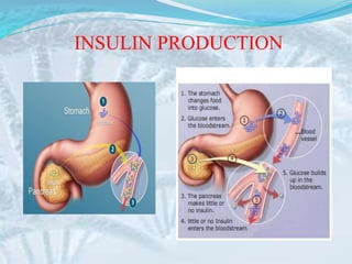 INSULIN PRODUCTION
 
