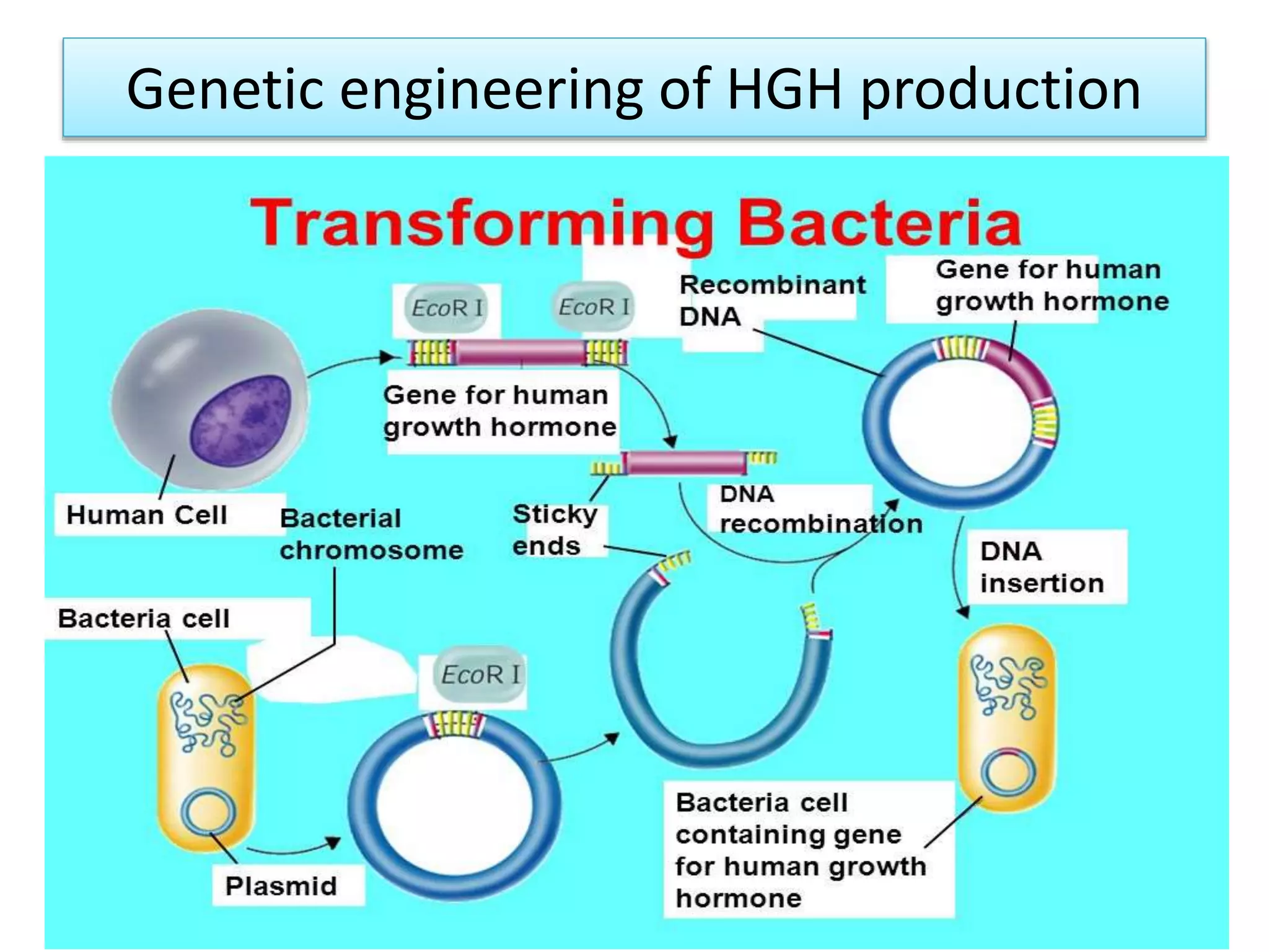 Insulin production by engineering PPT