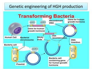 Insulin production by genetic engineering | PPTX