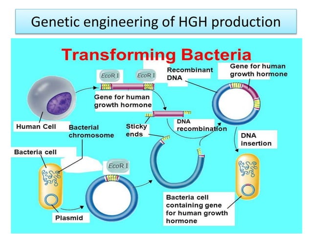 Insulin production by genetic engineering | PPTX