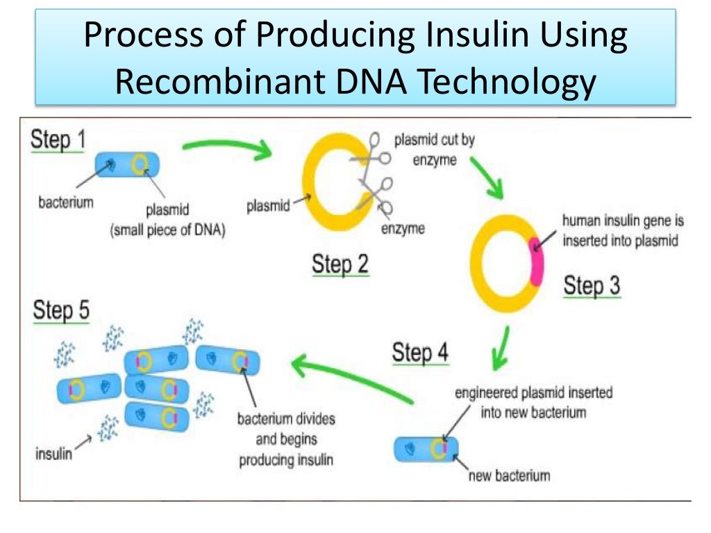 Insulin production by engineering