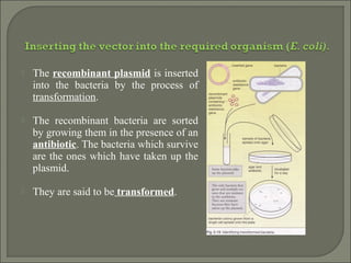  The recombinant plasmid is inserted
into the bacteria by the process of
transformation.
 The recombinant bacteria are sorted
by growing them in the presence of an
antibiotic. The bacteria which survive
are the ones which have taken up the
plasmid.
 They are said to be transformed.
 