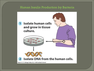Human Insulin Production by Bacteria
 