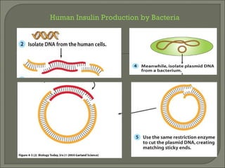 Human Insulin Production by Bacteria
 