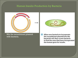 Mix the recombinant plasmid
with bacteria.
Human Insulin Production by Bacteria
 