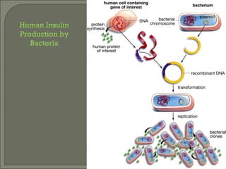 Human Insulin
Production by
Bacteria
 