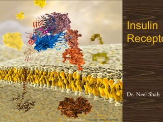 Insulin
Recepto
Dr. Neel Shah
 