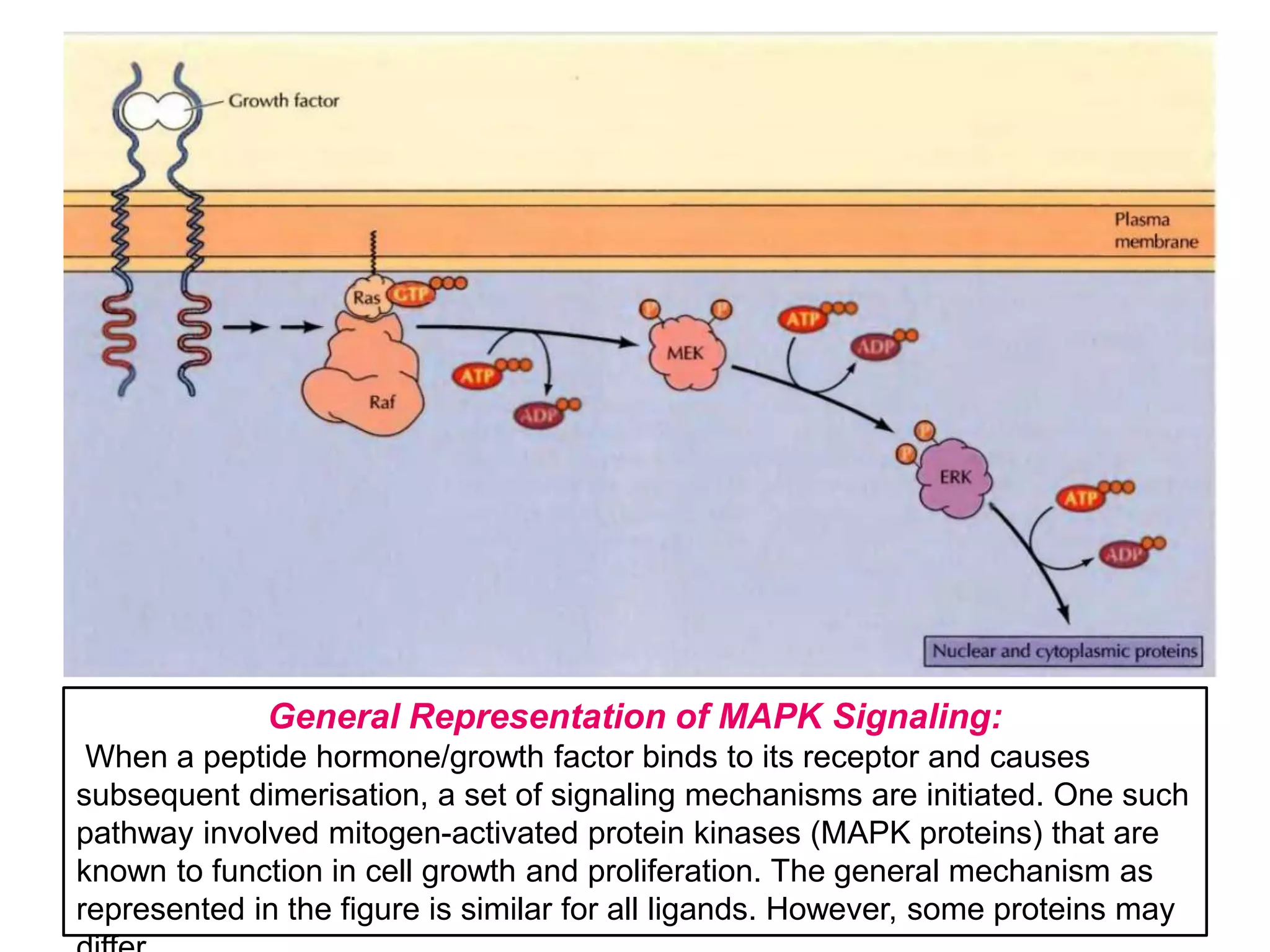 Insulin receptor and mechanism of signalling | PPTX