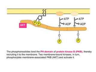 Insulin receptor and mechanism of signalling | PPTX