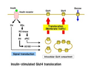 Insulin receptor and mechanism of signalling | PPTX