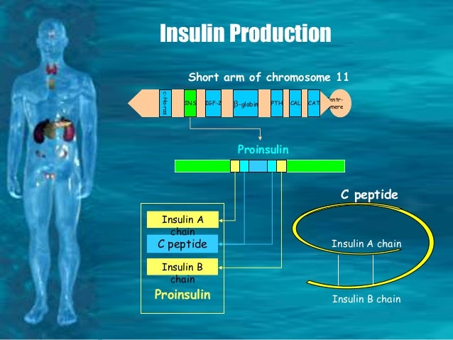 range test igf blood 1 normal resistance Insulin