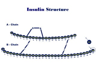 Insulin Structure
VAL
2
ASN
3
GLN
4
HIS
5
LEU
6
CYS
7
GLY
8
SER
9
HIS
10
LEU
11
LEU
15
ALA
14
GLU
13
VAL
12
THR
30
LYS
29
PRO
28
THR
27
TYR
26
PHE
25
PHE
24
GLY
23
ARG
22
GLU
21
GLY
20
TYR
16
LEU
17
VAL
18
CYS
19
GLY
1
ILE
2
VAL
3
GLU
4
GLN
5
CYS
6
CYS
7
THR
8
SER
9
ILE
10
CYS
11
GLN
15
TYR
14
LEU
13
SER
12
ASN
21
CYS
20
LEU
16
GLU
17
ASN
18
TYR
19
A - Chain
B - Chain
S S
S
S
S
S
ALA
PHE
1
 