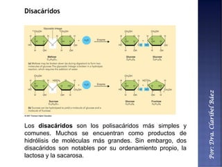 Por:Dra.ClaribelBáez
Disacáridos
Los disacáridos son los polisacáridos más simples y
comunes. Muchos se encuentran como productos de
hidrólisis de moléculas más grandes. Sin embargo, dos
disacáridos son notables por su ordenamiento propio, la
lactosa y la sacarosa.
 