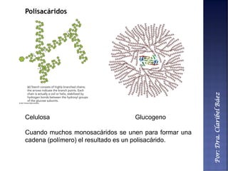 Por:Dra.ClaribelBáez
Polisacáridos
Celulosa Glucogeno
Cuando muchos monosacáridos se unen para formar una
cadena (polímero) el resultado es un polisacárido.
 