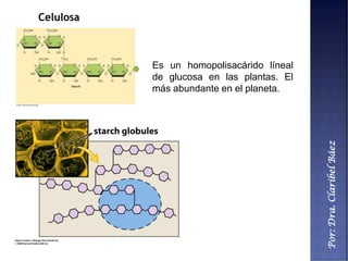 Por:Dra.ClaribelBáez
Celulosa
Es un homopolisacárido líneal
de glucosa en las plantas. El
más abundante en el planeta.
 