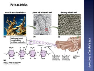 Por:Dra.ClaribelBáez
Polisacáridos
 