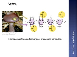 Por:Dra.ClaribelBáez
Quitina
Homopolisacárido en los hongos, crustáceos e insectos.
 