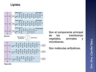 Por:Dra.ClaribelBáez
Lípidos
Son el componente principal
de las membranas
vegetales, animales y
microbianas.
Son moléculas anfipáticas.
 