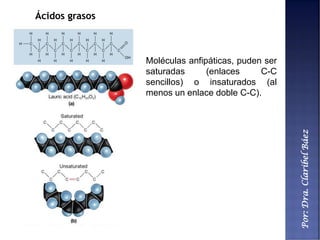 Por:Dra.ClaribelBáez
Ácidos grasos
Moléculas anfipáticas, puden ser
saturadas (enlaces C-C
sencillos) o insaturados (al
menos un enlace doble C-C).
 