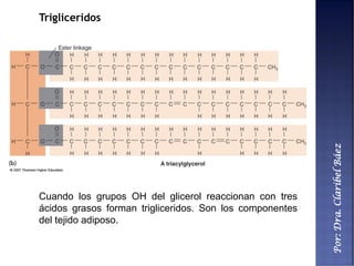 Por:Dra.ClaribelBáez
Trigliceridos
Cuando los grupos OH del glicerol reaccionan con tres
ácidos grasos forman trigliceridos. Son los componentes
del tejido adiposo.
 