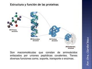 Por:Dra.ClaribelBáez
Estructura y función de las proteínas
Son macromoléculas que constan de aminoácidos
enlazados por uniones peptídicas covalentes. Tienes
diversas funciones como, soporte, transporte o enzimas.
 