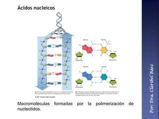 Por:Dra.ClaribelBáez
Ácidos nucleicos
Macromoléculas formadas por la polimerización de
nucleotidos.
 