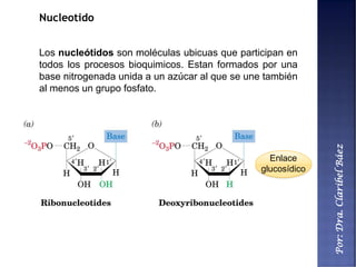Por:Dra.ClaribelBáez
Nucleotido
Los nucleótidos son moléculas ubicuas que participan en
todos los procesos bioquimicos. Estan formados por una
base nitrogenada unida a un azúcar al que se une también
al menos un grupo fosfato.
Enlace
glucosídico
 