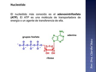 Por:Dra.ClaribelBáez
Nucleotido
El nucleótido más conocido es el adenosintrifosfato
(ATP). El ATP es una molécula de transportadora de
energía o un agente de transferencia de ella.
 
