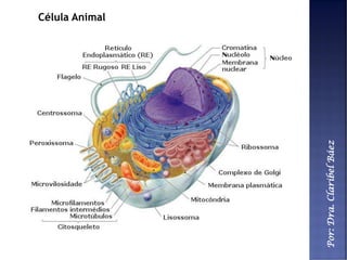 Por:Dra.ClaribelBáez
Célula Animal
 
