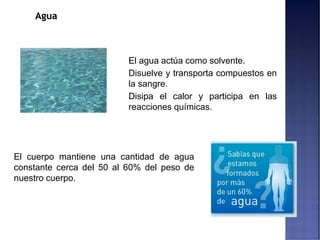 Agua
El agua actúa como solvente.
Disuelve y transporta compuestos en
la sangre.
Disipa el calor y participa en las
reacciones químicas.
El cuerpo mantiene una cantidad de agua
constante cerca del 50 al 60% del peso de
nuestro cuerpo.
 