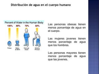 Distribución de agua en el cuerpo humano
Las personas obesas tienen
menos porcentaje de agua en
el cuerpo.
Las mujeres jovenes tienen
menos porcentaje de agua
que los hombres.
Las personas mayores tienen
menos porcentaje de agua
que las jovenes.
 