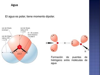 Agua
El agua es polar, tiene momento dipolar.
Formación de puentes de
hidrógeno entre moléculas de
agua
 