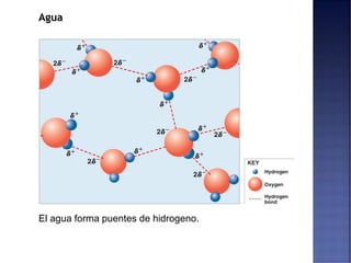 Agua
El agua forma puentes de hidrogeno.
 