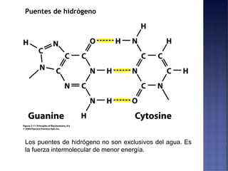 Puentes de hidrógeno
Los puentes de hidrógeno no son exclusivos del agua. Es
la fuerza intermolecular de menor energía.
 