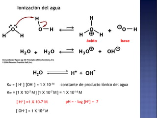 Ionización del agua
Kw = [1 X 10-7 M ] [1 X 10-7 M ] = 1 X 10-14 M
[ H+ ] =1 X 10-7 M
Kw = [ H+ ] [OH- ] = 1 X 10-14 constante de producto iónico del agua
[ OH- ] = 1 X 10-7 M
pH = - log [H+] = 7
H2O H+ + OH
-
ácido base
 