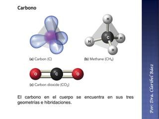 Por:Dra.ClaribelBáez
Carbono
El carbono en el cuerpo se encuentra en sus tres
geometrías e hibridaciones.
 