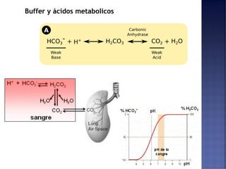 Buffer y ácidos metabolicos
 