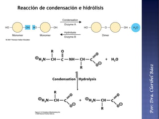 Por:Dra.ClaribelBáez
Reacción de condensación e hidrólisis
 