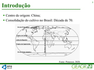  Centro de origem: China;
 Consolidação do cultivo no Brasil: Década de 70.
Introdução
3
Fonte: Pinterest, 2020.
 