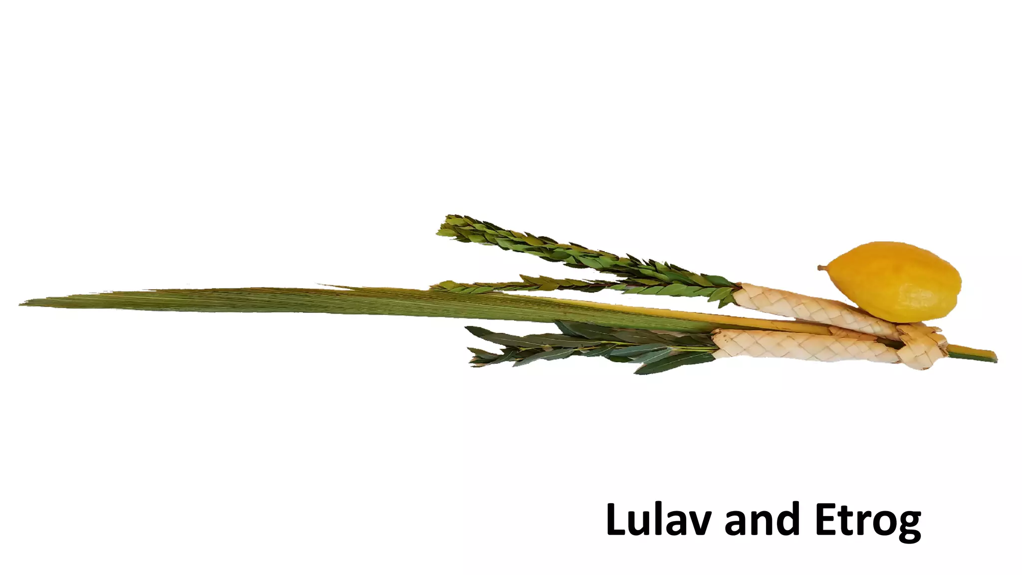Lulav and Etrog
 