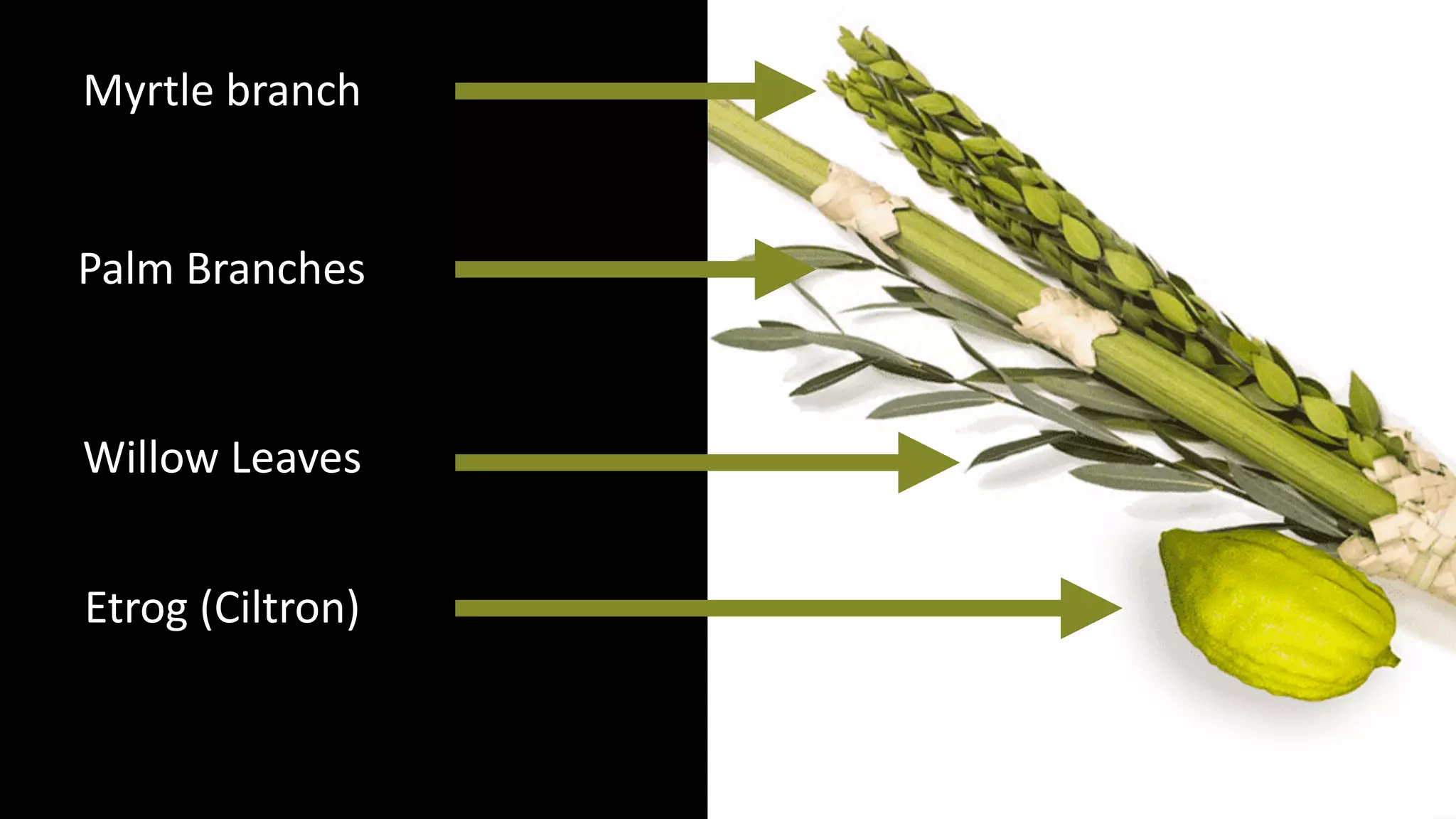 Etrog (Ciltron)
Myrtle branch
Palm Branches
Willow Leaves
 
