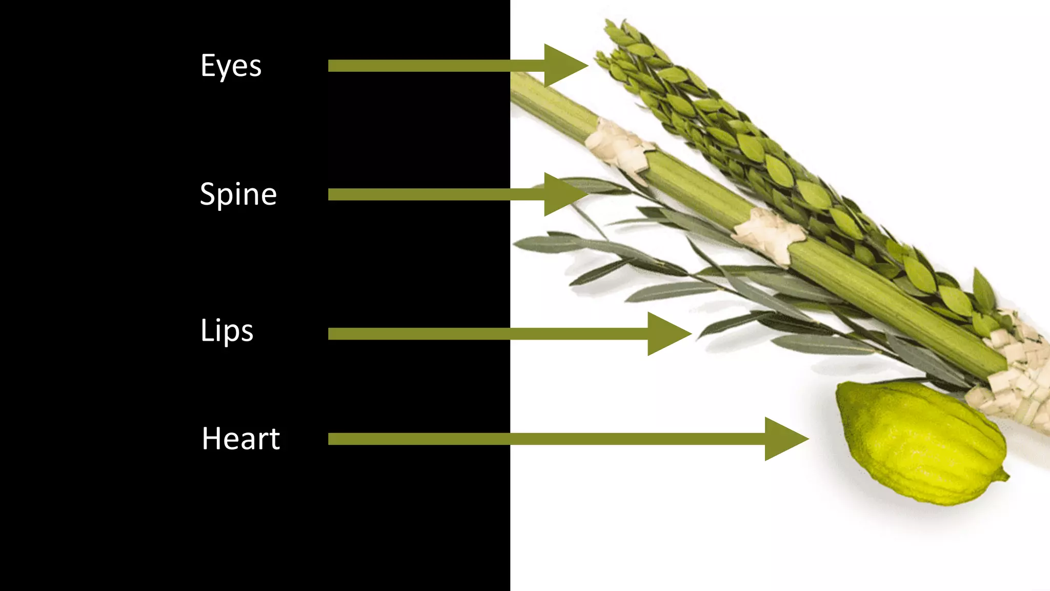 Heart
Eyes
Spine
Lips
 