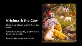 Krishna & the Cow
Lives in Vrindavan where there are
cows
When born on earth, is born a cow
herder as a child.
Reason why Cows are sacred
 