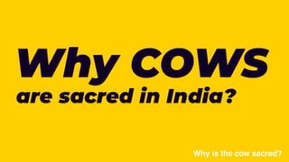 Why is the cow sacred?
 